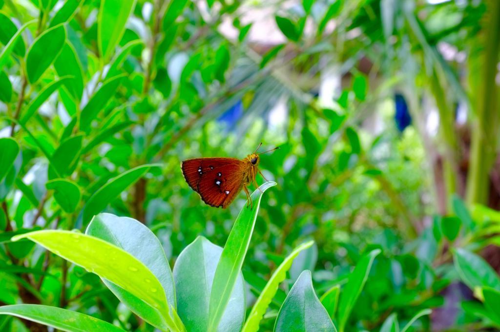 The Nature House Aonang Krabi Thailand Holiday home