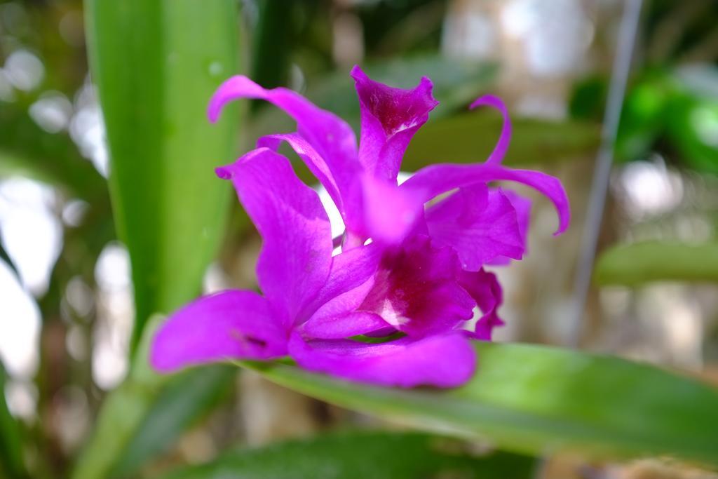 The Nature House Aonang Krabi Thailand Holiday home *