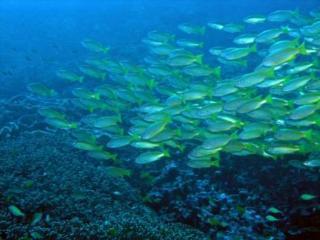 Seabreeze Kohchang 2* Koh Chang