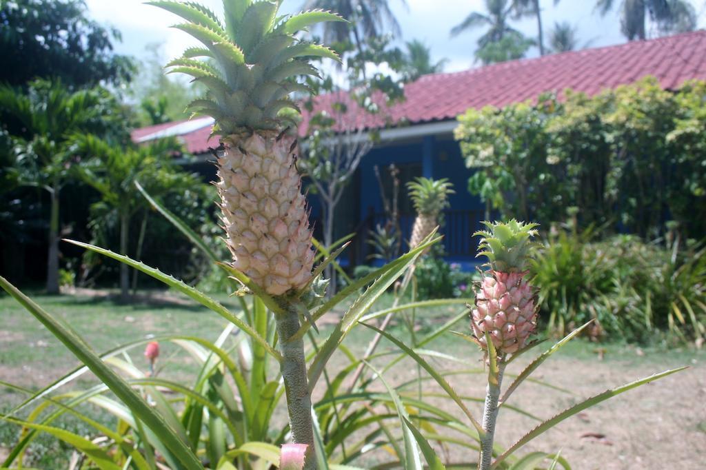 Orchard House Resort