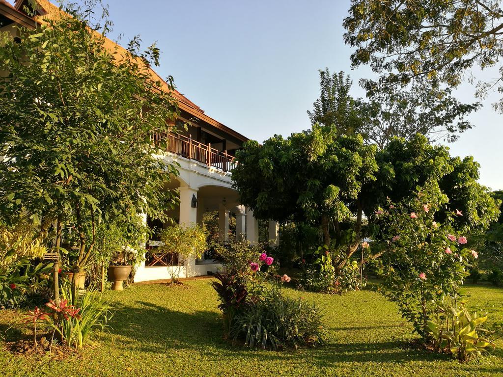 Albizia, Chiang Mai