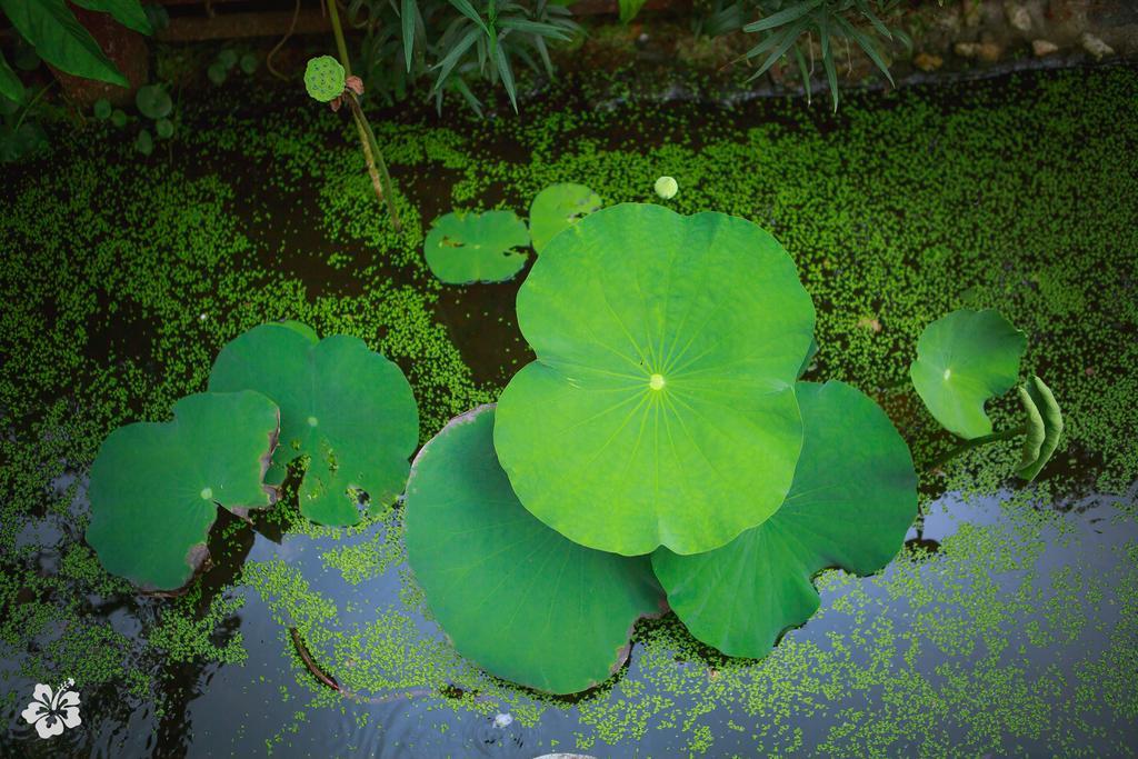 Seaflower 3* Srithanu