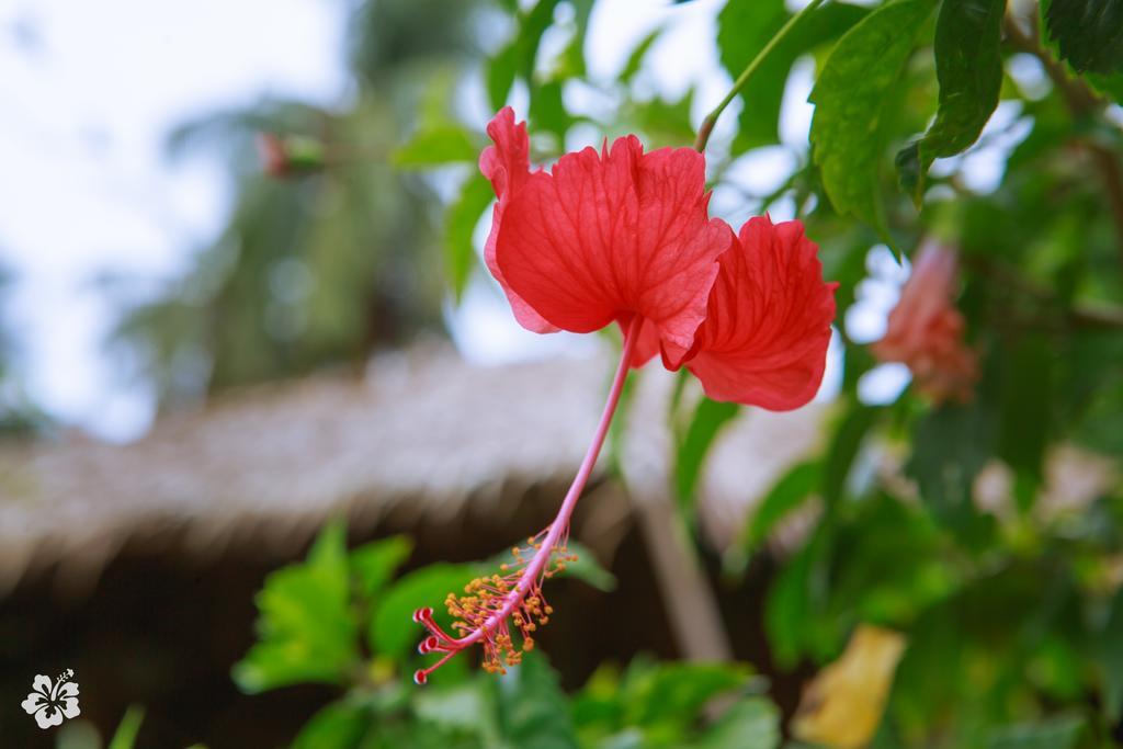Seaflower Resort Srithanu