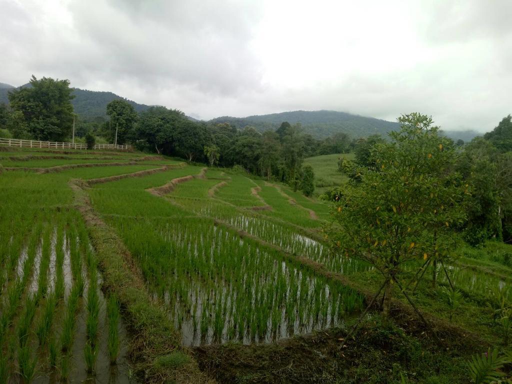 Buraphat