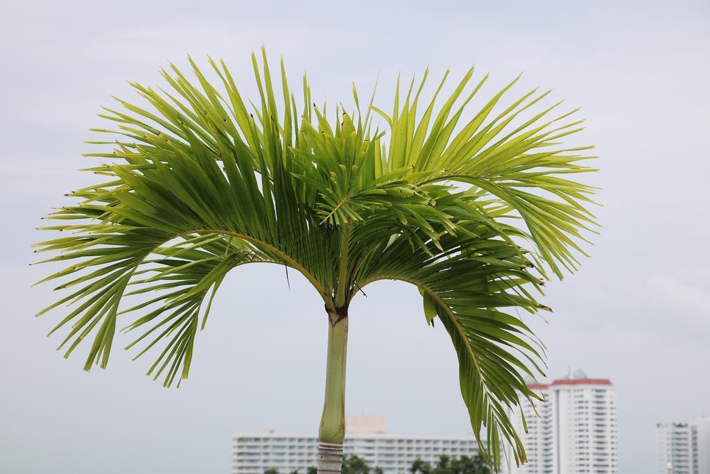 Apartment Sp Art Collection Condon Pattaya