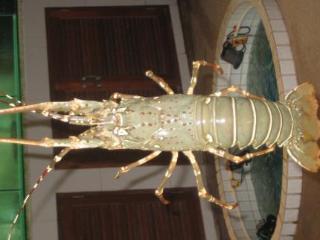 Inn Ma Maison Boutique Hotel. In Phuket Bang Tao Beach (Phuket)