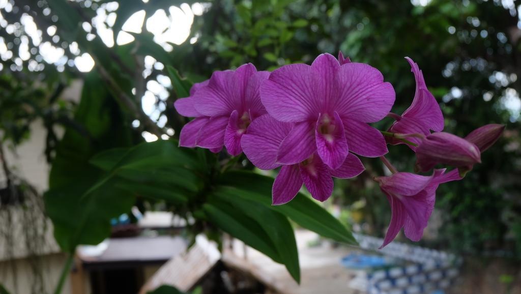 Resort Captan Haad Chao Phao