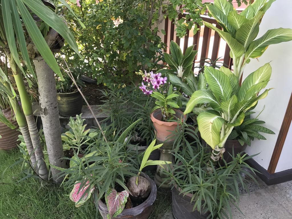Resort Palm
