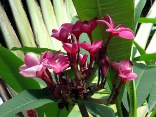 Garden Rawai