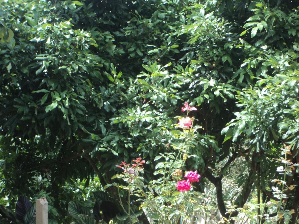 Ban Suan Mai Ngam Guest house