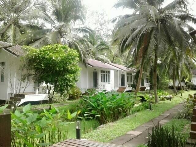 Young Coconut Garden Amphawa