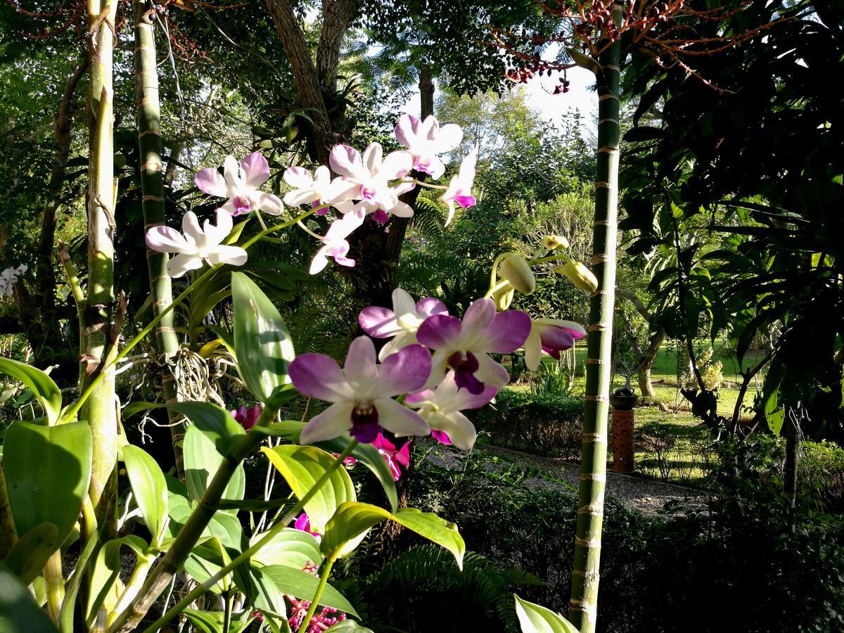 Bed & Breakfast Albizia, Chiang Mai