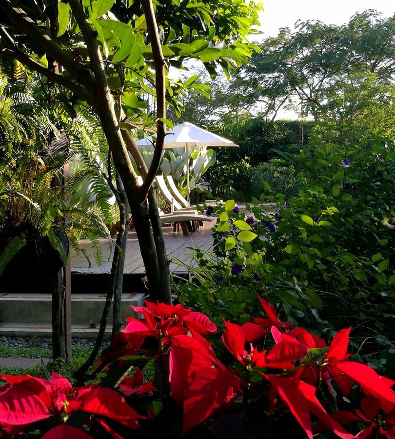 Albizia, Chiang Mai