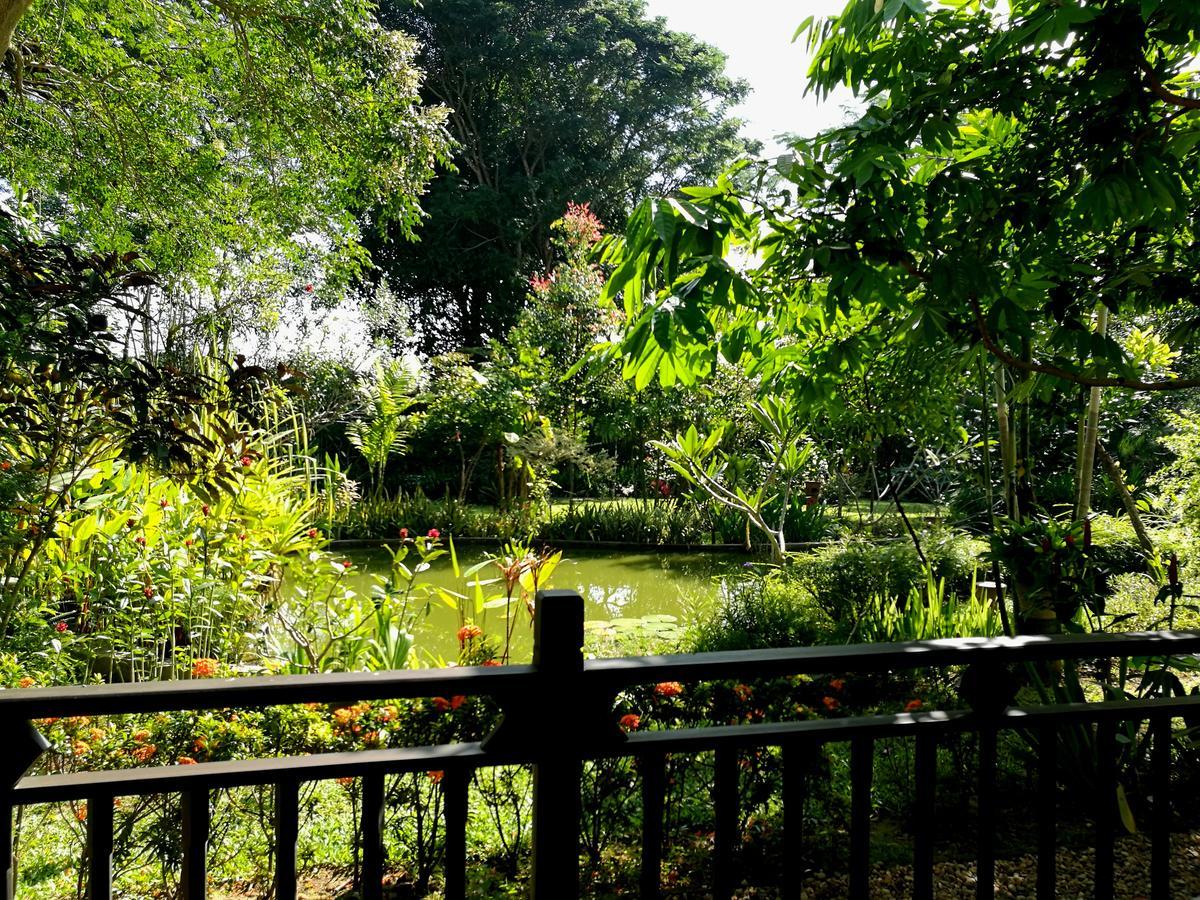 Albizia, Chiang Mai *