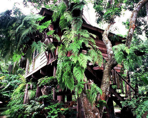 Resort Fern Paradise