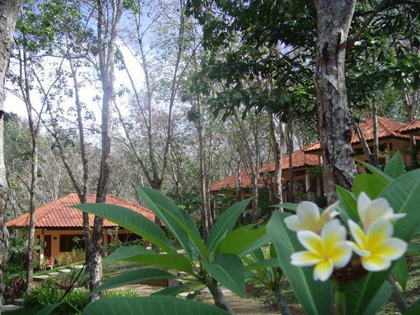 Rubber Tree 2*