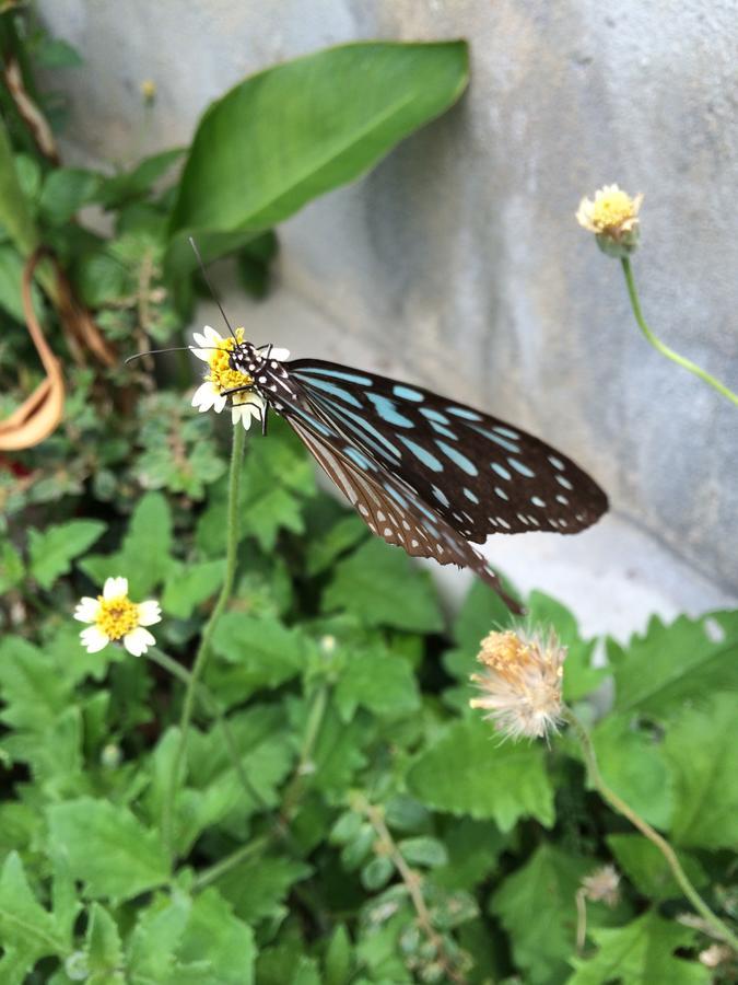 K.t. Samui