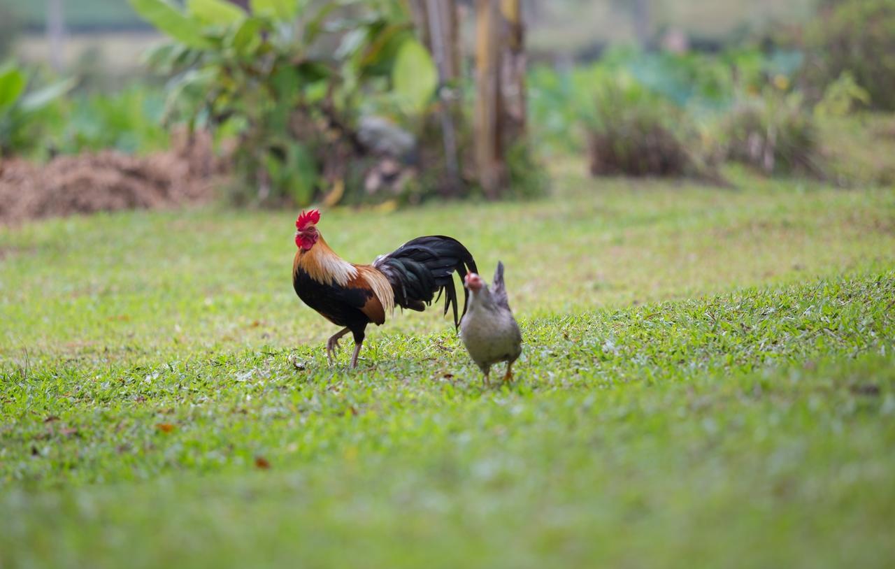 Baan Suan Jantra 2* Chiang Rai