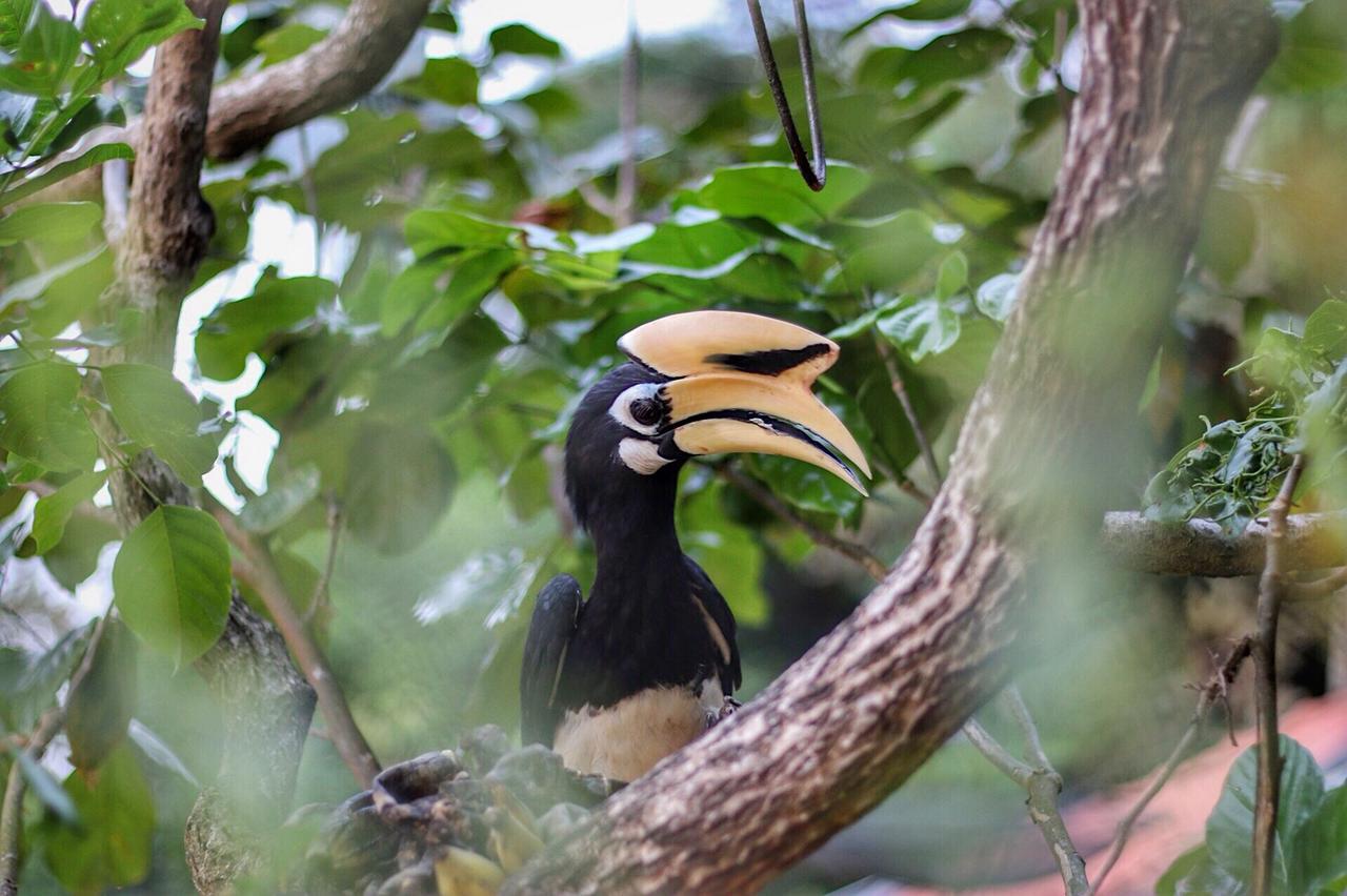Guest house Hornbill *