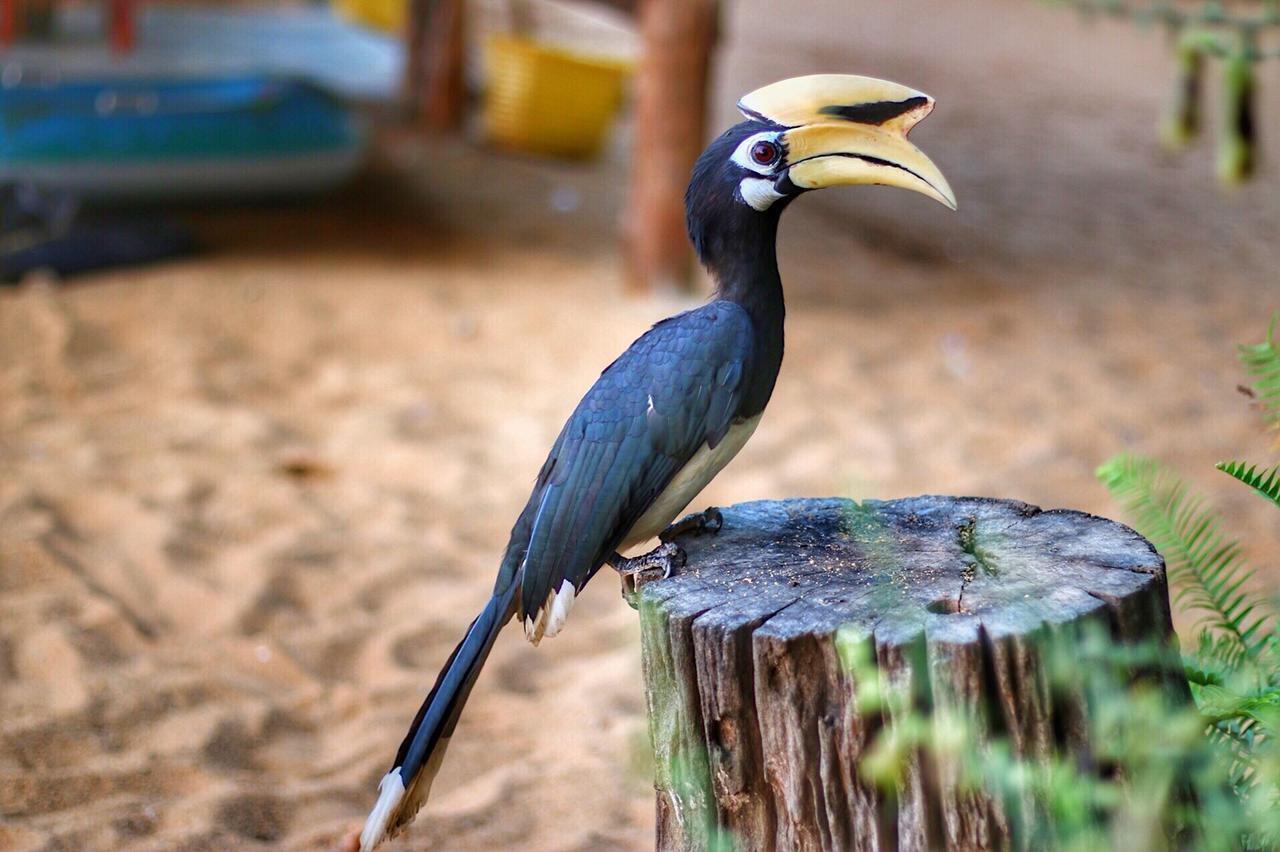 Guest house Hornbill
