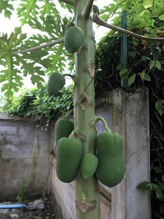 Farm Suk Pattaya