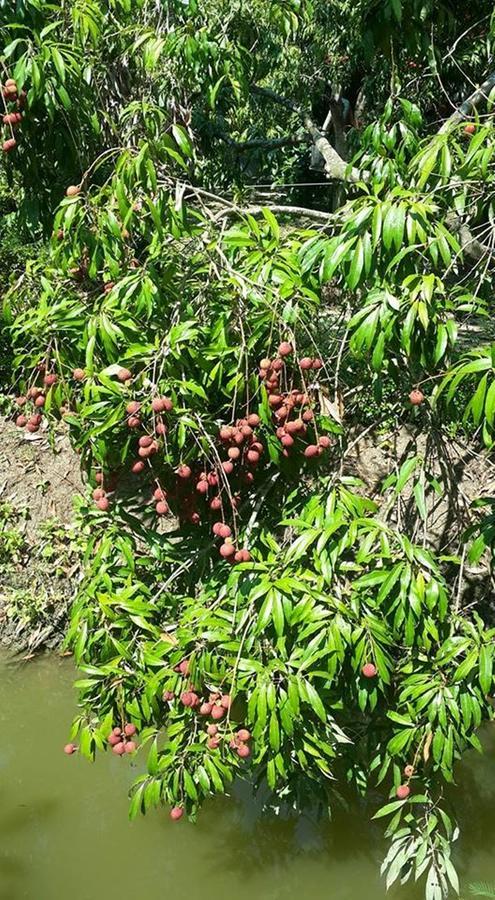 Baansuan Lychee Maeklong Ampawa