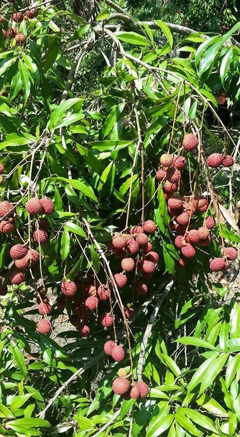 Baansuan Lychee Maeklong Ampawa 3*