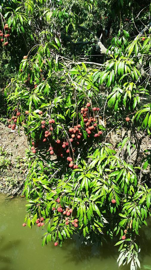Baansuan Lychee Maeklong Ampawa
