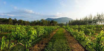 Village Farm And Winery 3* Wang Nam Khiao