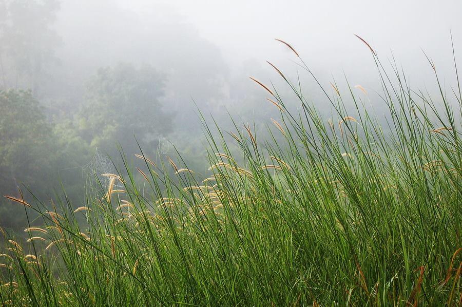 Red Z Cool Mountain Khao Kho