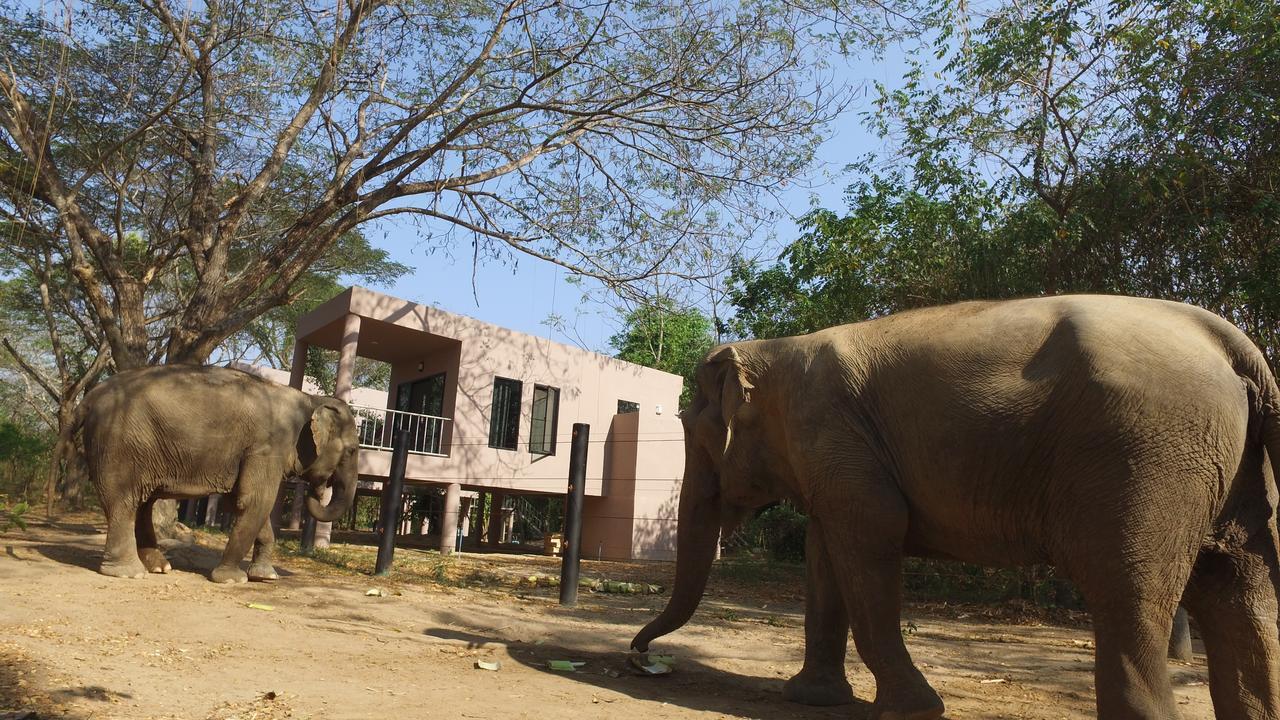 I Phants 3*