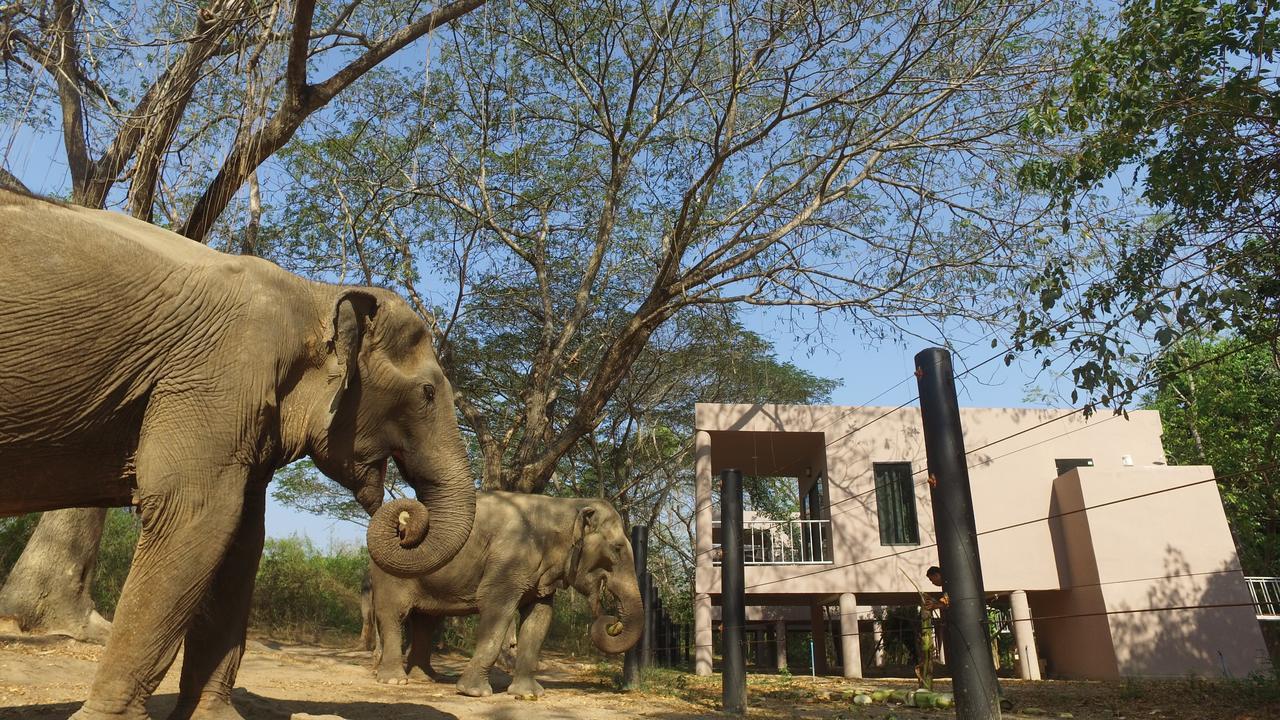 I Phants Resort
