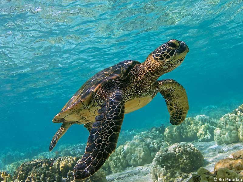 Ok2 Koh Tao