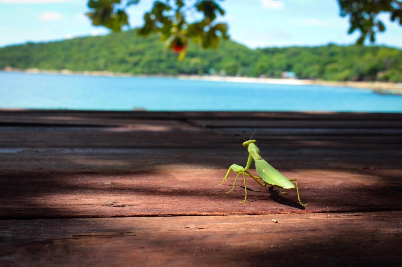 Sangthain Hills Koh Samet