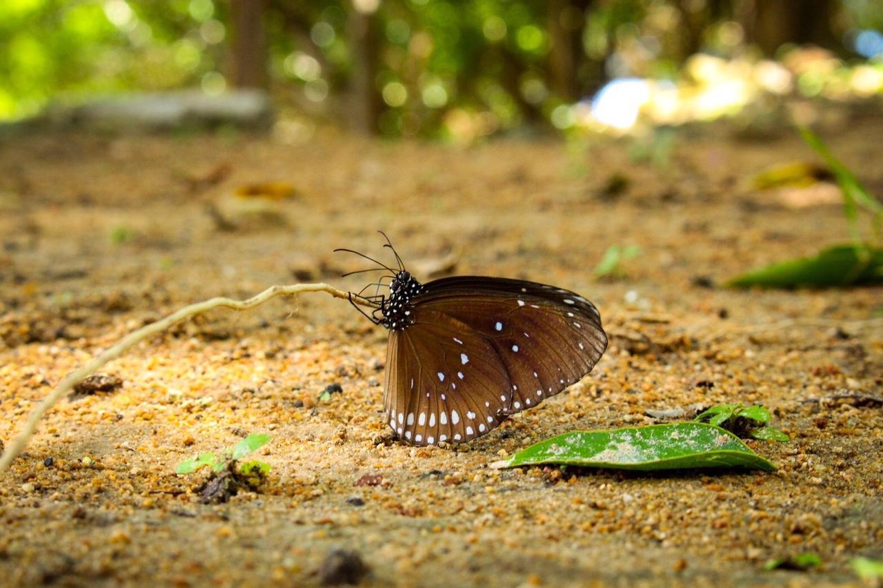 Sangthain Hills Koh Samet