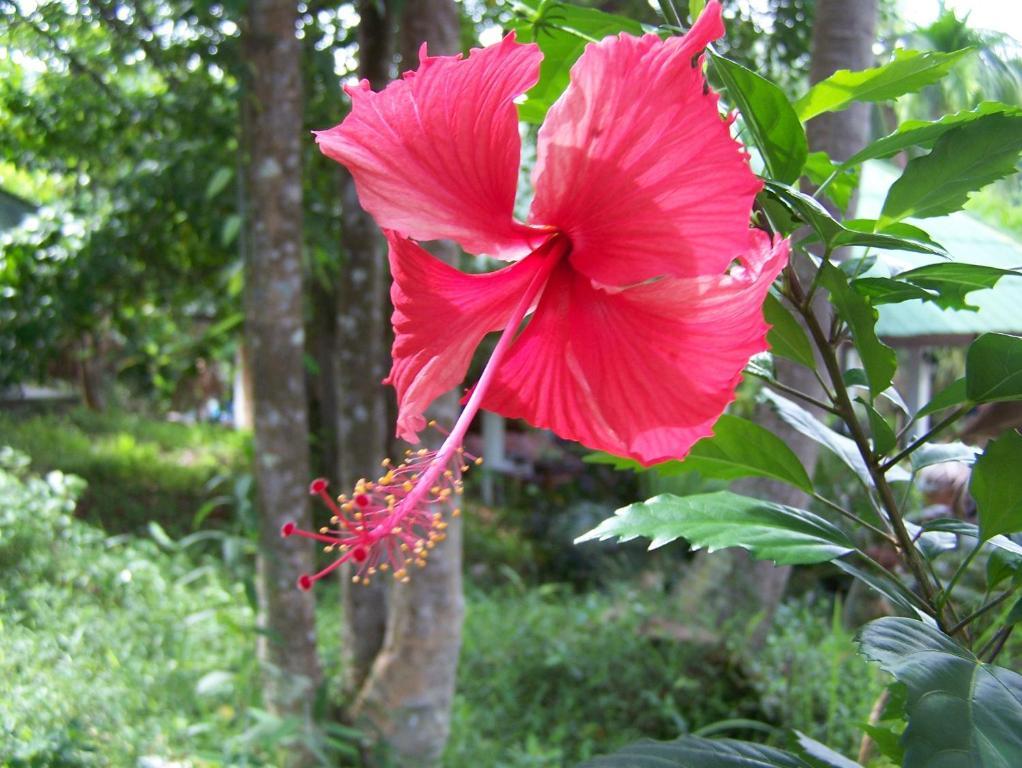 Phangan Natural *