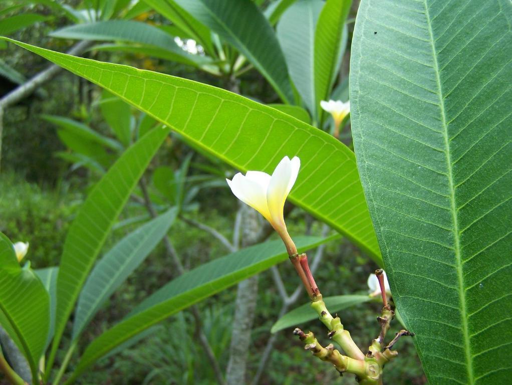 Phangan Natural