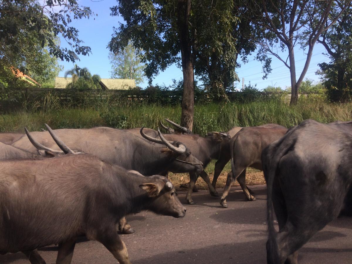 Forest Hill Khao Yai Resort Noen Hom