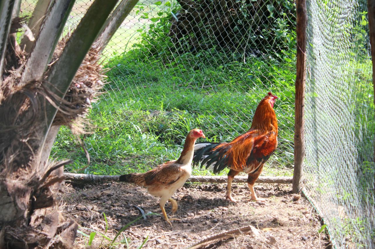 Resort Yaoisland And Farm Ko Yao Yai