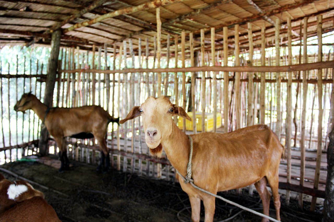 Yaoisland And Farm 3* Ko Yao Yai
