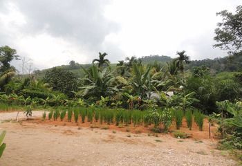 Banana Resort
