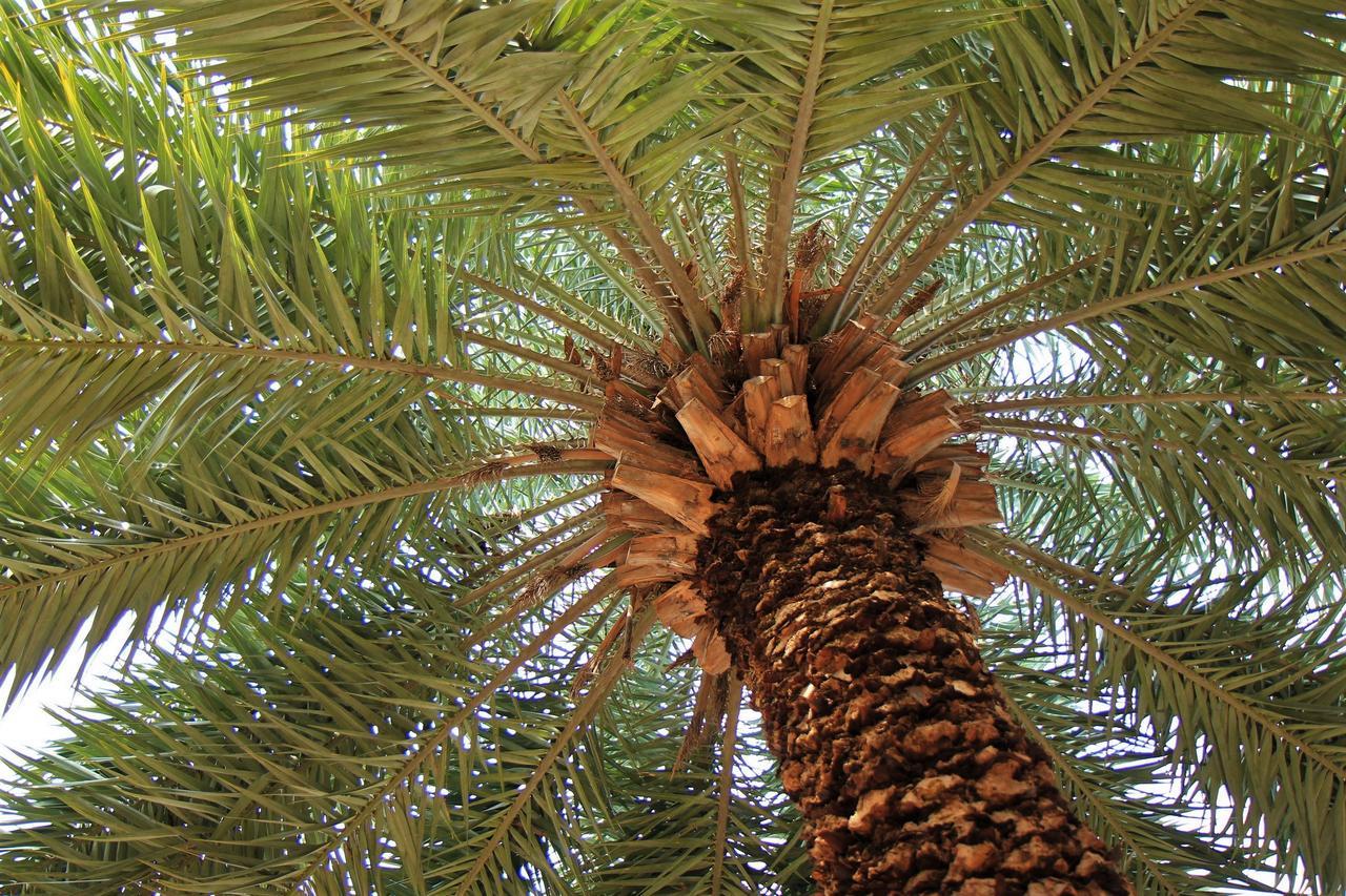 Resort Palm *