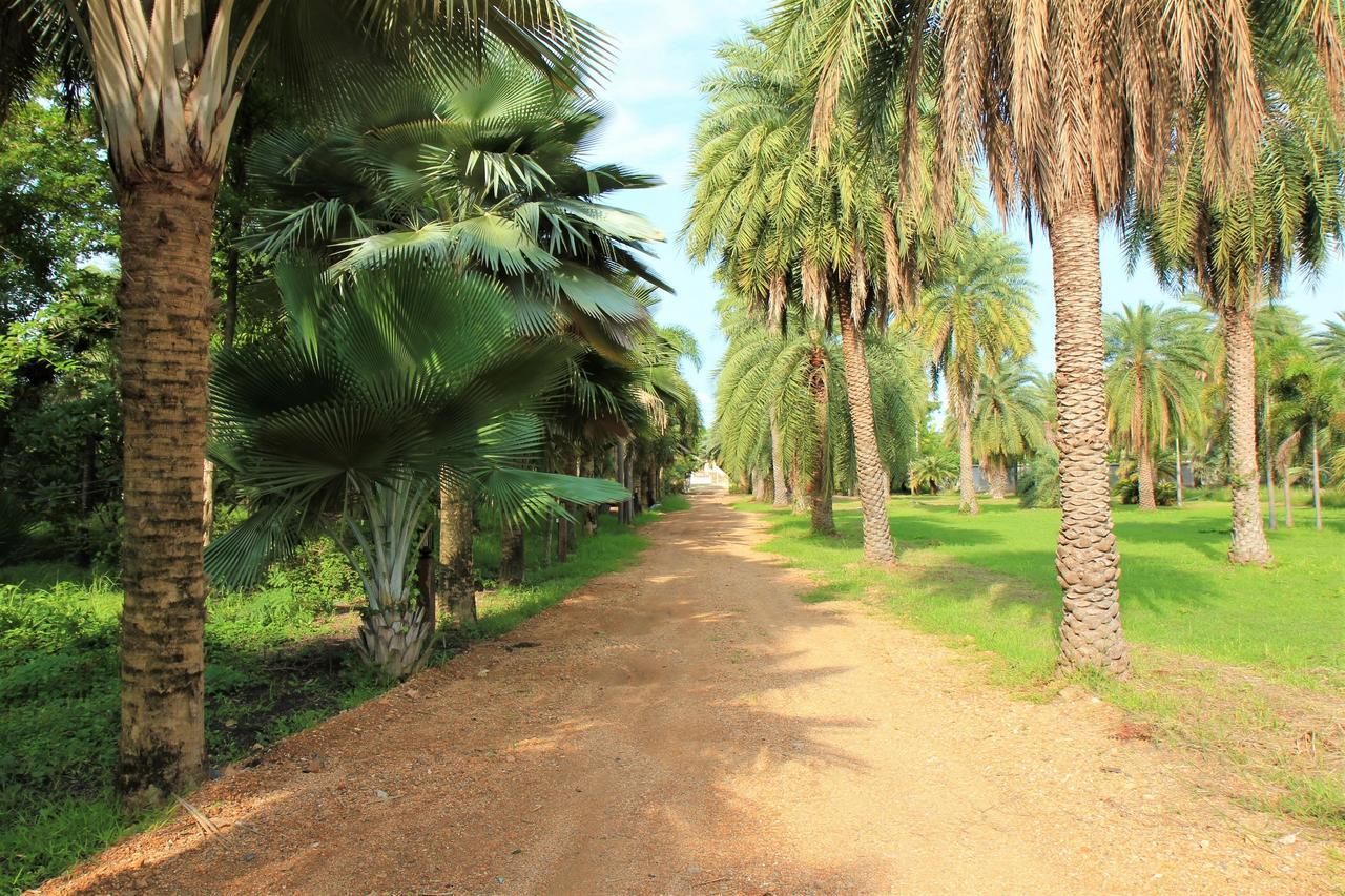 Resort Palm *