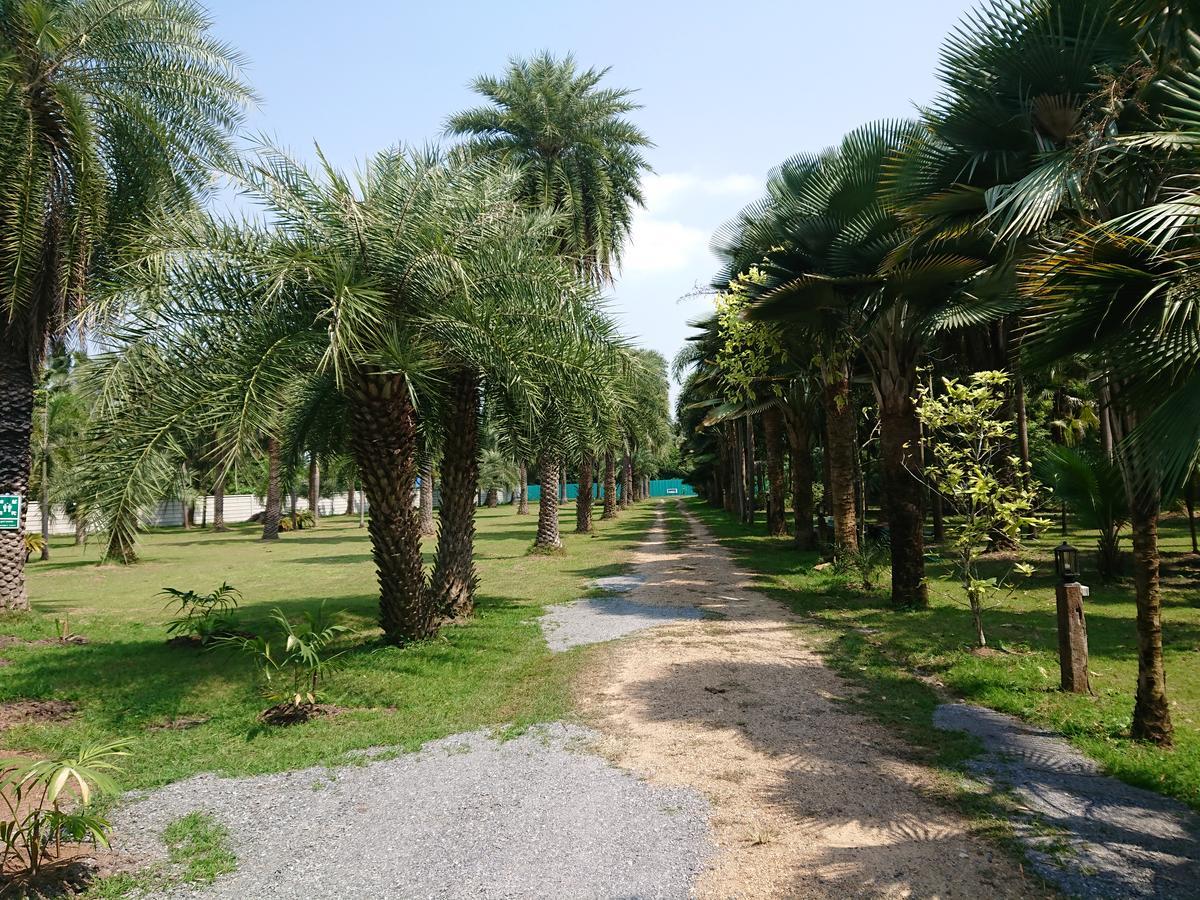 Palm * Lopburi
