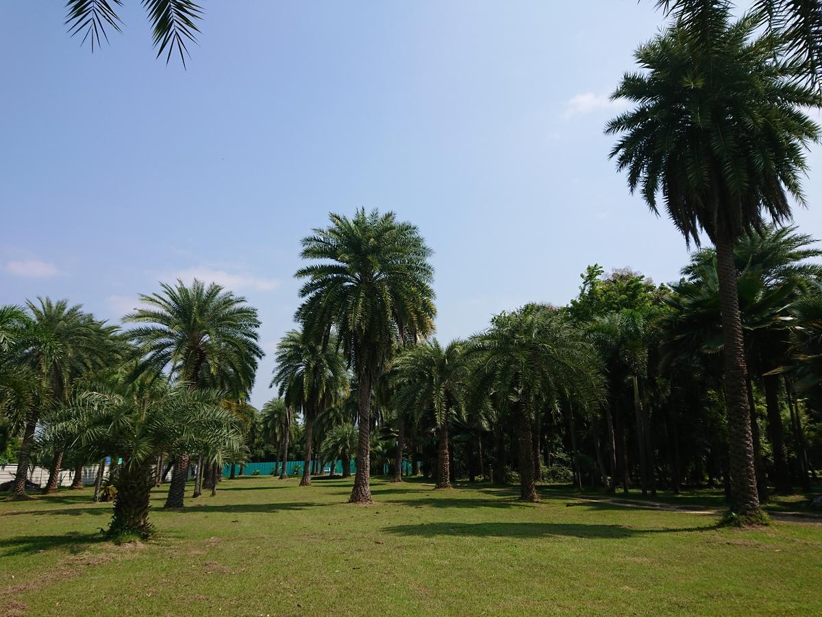 Resort Palm *