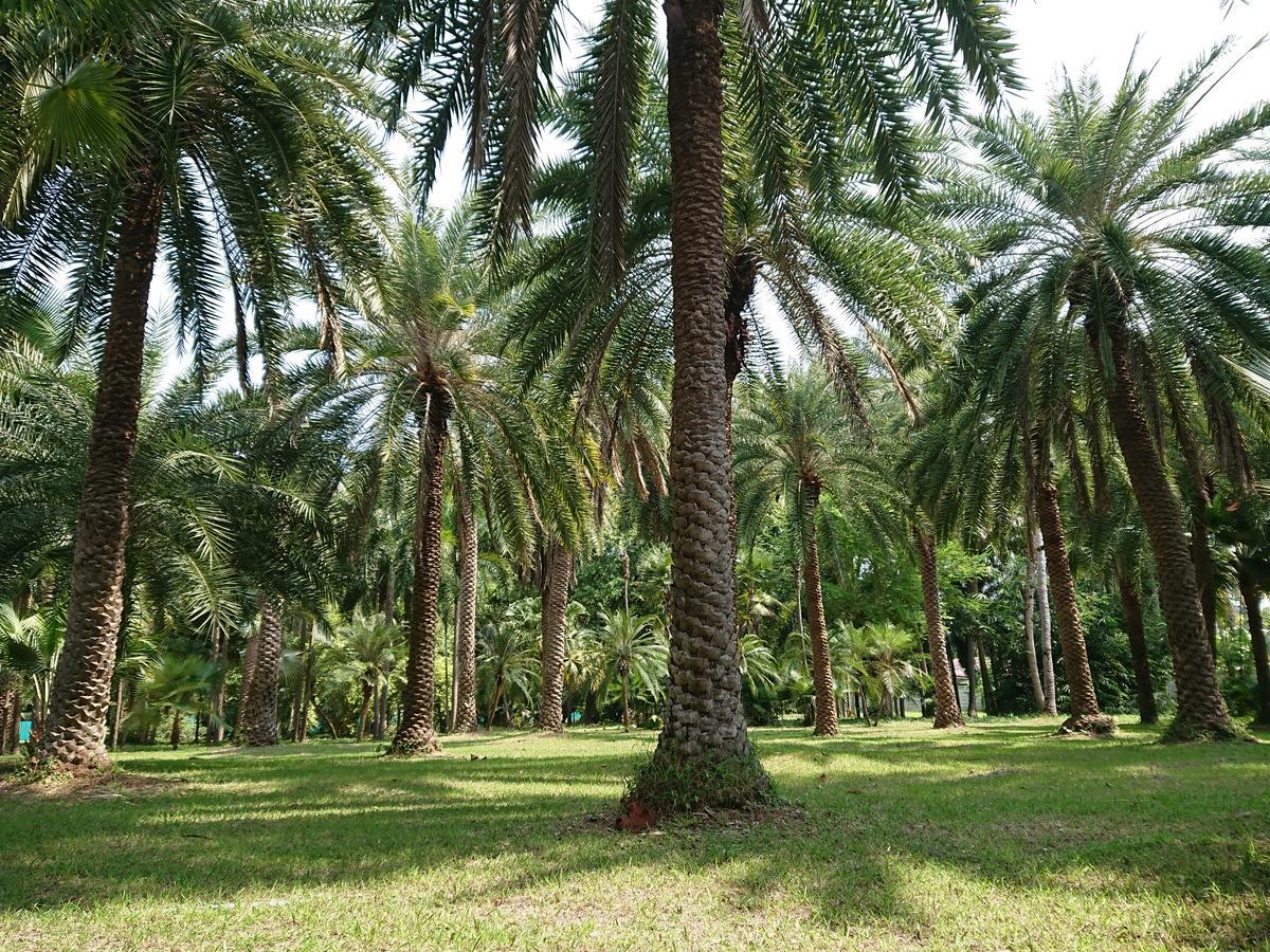Resort Palm *
