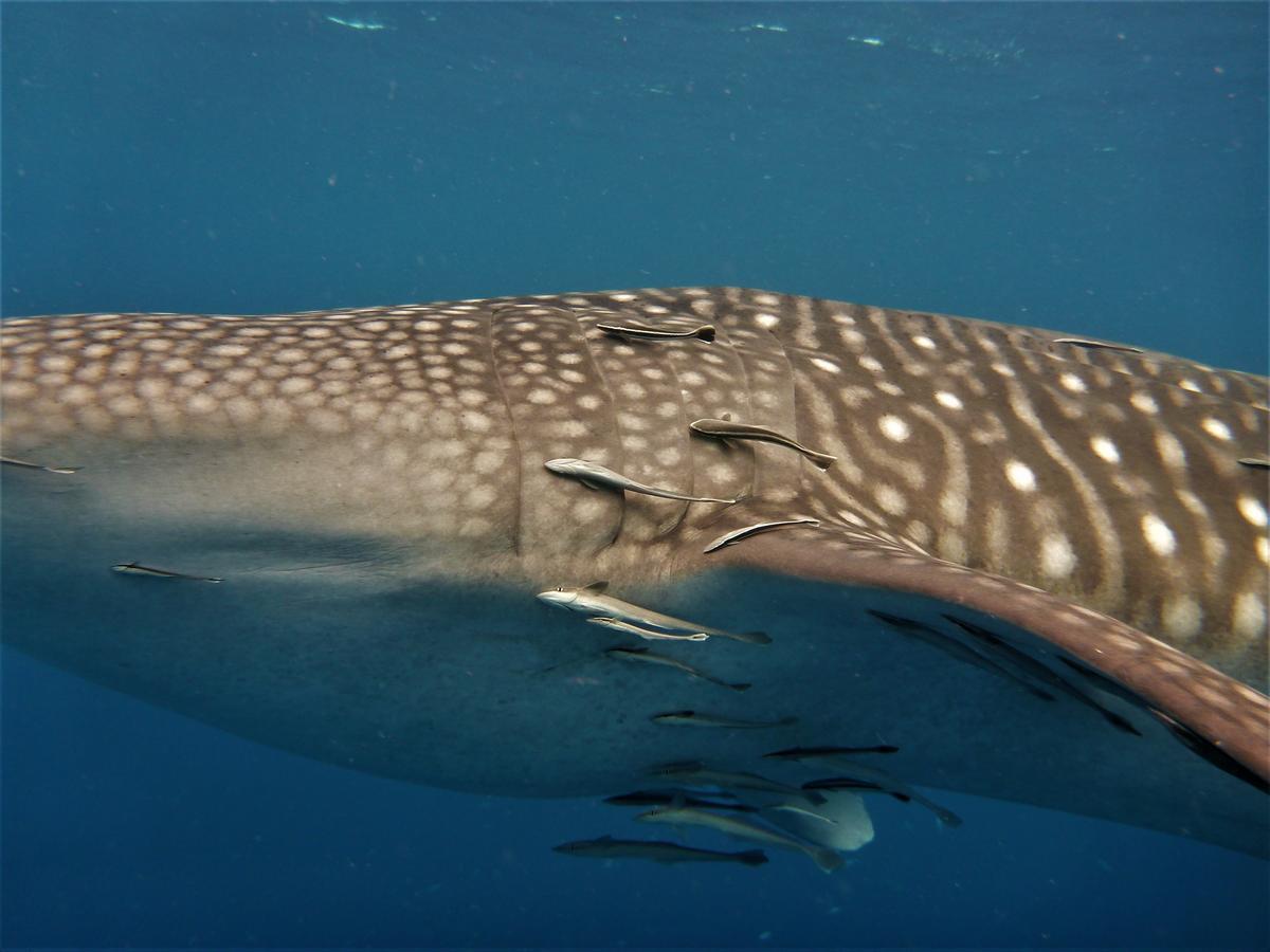 New Heaven Dive School And * Koh Tao