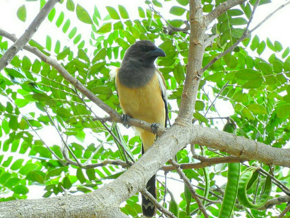 Baanraisooksangchan Resort Kaeng Krachan