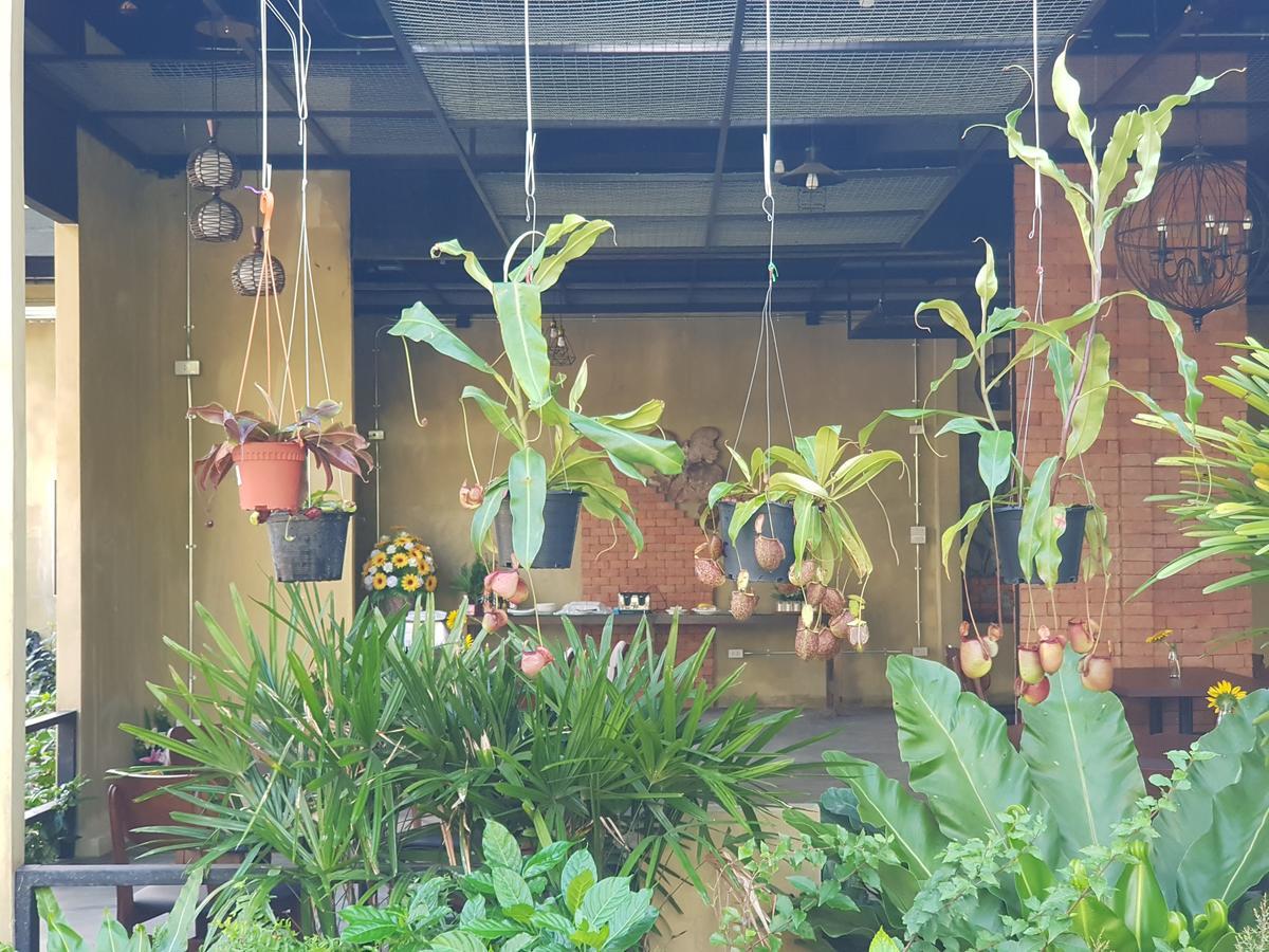 Resort Palm Pran Pran Buri
