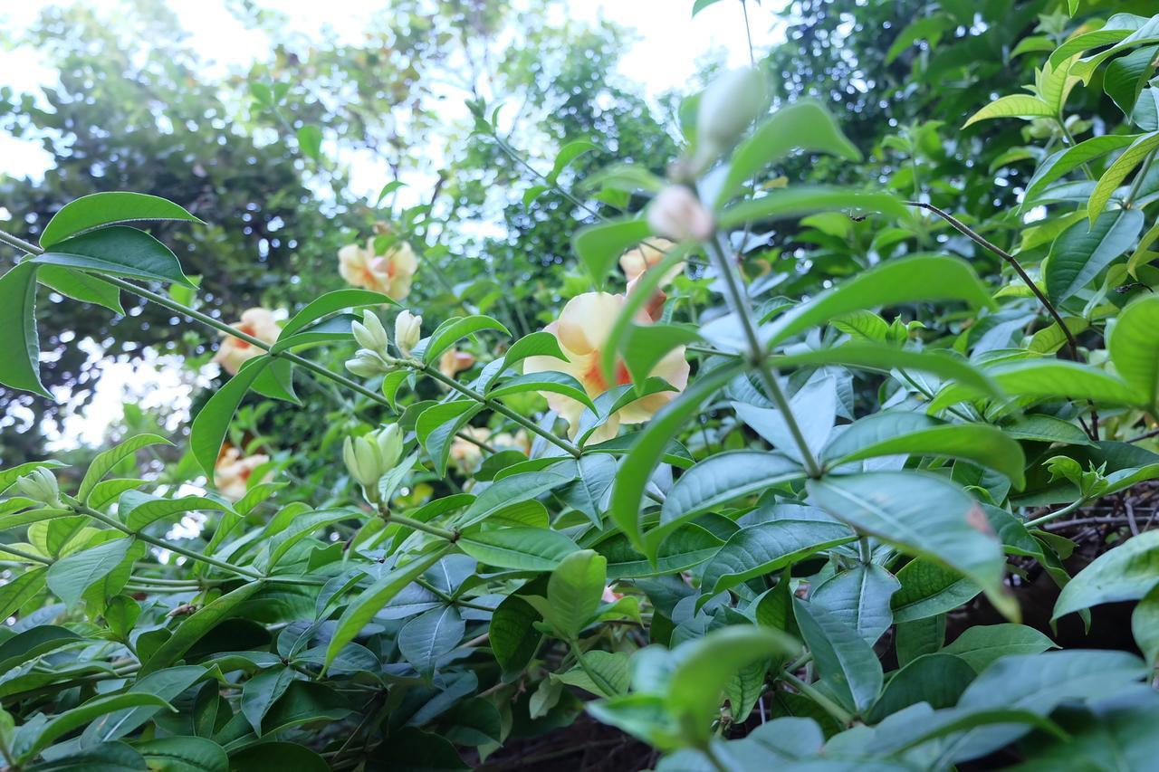 Samerdrow Khao Yai Hotel